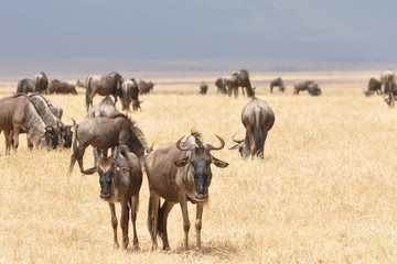Kudde van Gnu's wildebeesten in de vlakte.