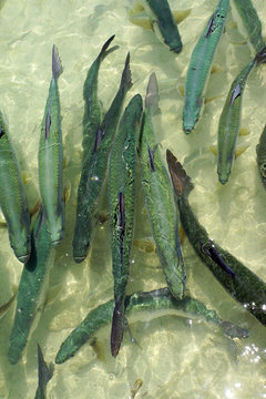 Atlantische Tarpun (Megalops atlanticus)