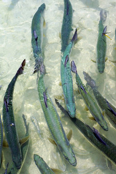 Atlantische Tarpun (Megalops atlanticus)
