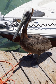 Braunpelikan (Pelecanus occidentalis)