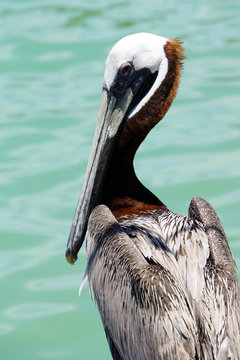 Braunpelikan (Pelecanus occidentalis)