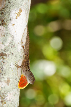 Bahamaanolis (Norops sagrei,  Anolis sagrei)