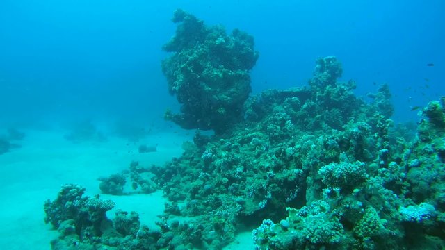 coral reef, Red sea, Marsa Alam, Abu Dabab, Egypt
