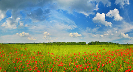Fototapeta na wymiar Summer sky over green countryside with poppies