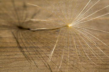 Karahindiba © lucid_dream