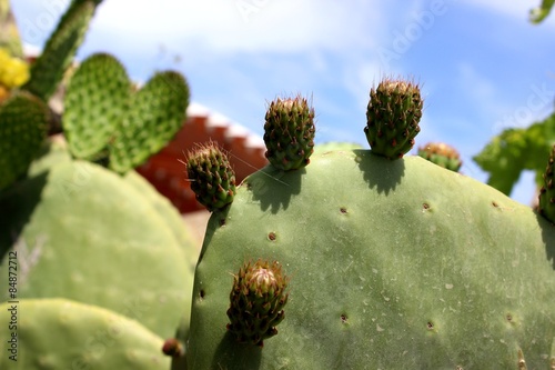 "Kaktusgarten" Stockfotos und lizenzfreie Bilder auf Fotolia.com - Bild