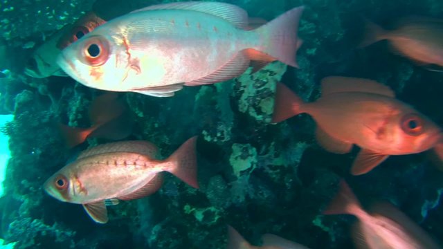  lunar-tailed bigeye (Priacanthus hamrur) Red sea, Marsa Alam 
