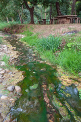 Obraz premium green brook with musk 