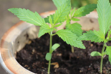 Medizinische Canabispflanze