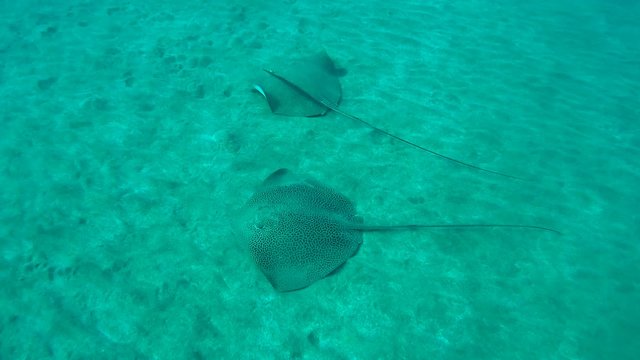 Two reticulate whipray&nbsp;(Himantura uarnak)&nbsp; 
