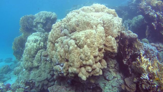 The life of a coral reef, Red sea, Marsa Alam, Abu Dabab, Egypt
