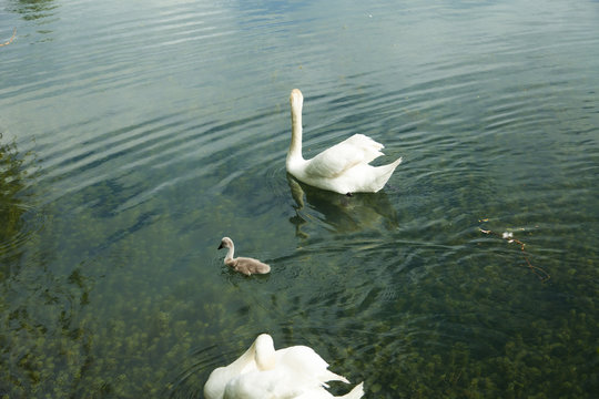 Swans in a pond