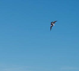 Cerf-volant