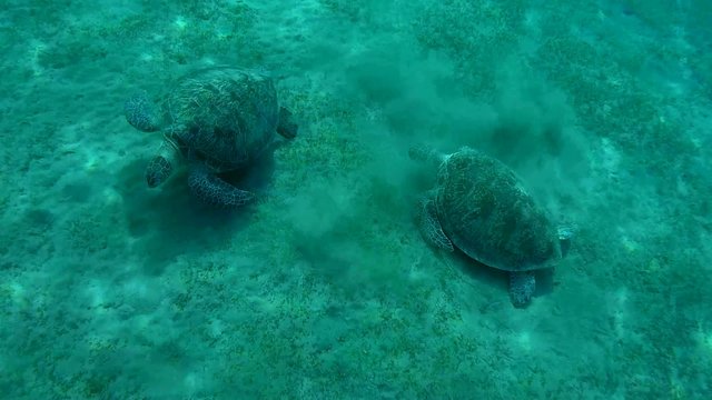 Two green sea turtle (Chelonia mydas) eating seaweed at the bottom 