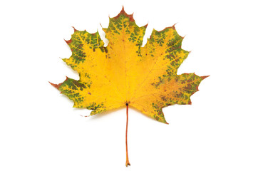 autumn maple leaf isolated 