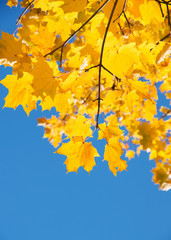 Obraz na płótnie Canvas Autumn leaves 