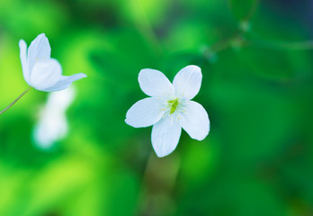 Anemone sylvestris. First spring flowers