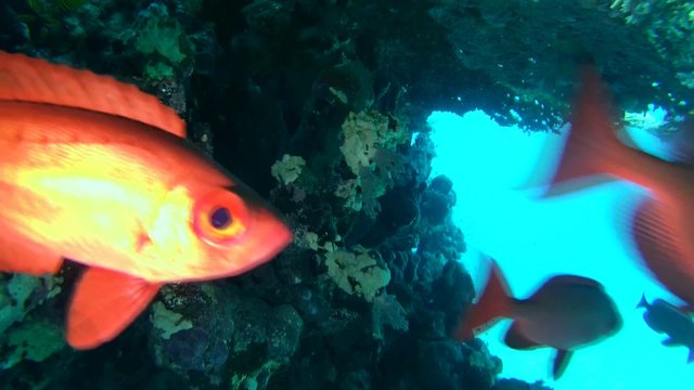  lunar-tailed bigeye (Priacanthus hamrur) Red sea, Marsa Alam 
