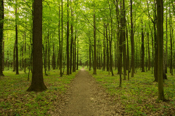 Fototapeta premium Path in spring green forest