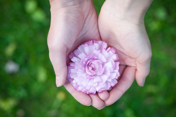 Hands holding a flower