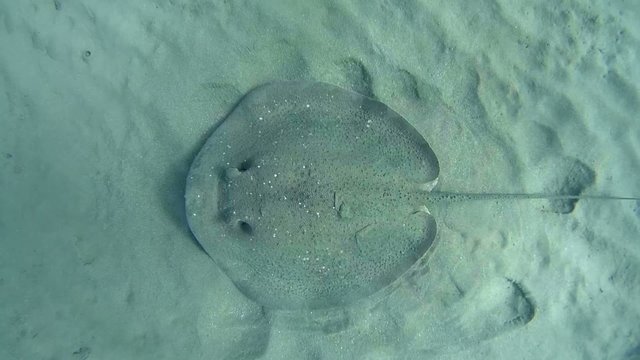 &nbsp;thornback guitarfish&nbsp;(Platyrhinoidis triseriata) Red sea,  