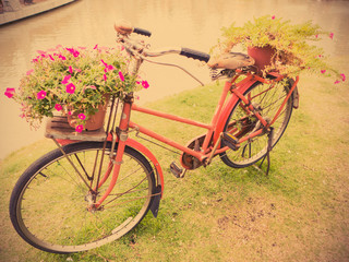 Fototapeta na wymiar Old red bicycle with flower pottery