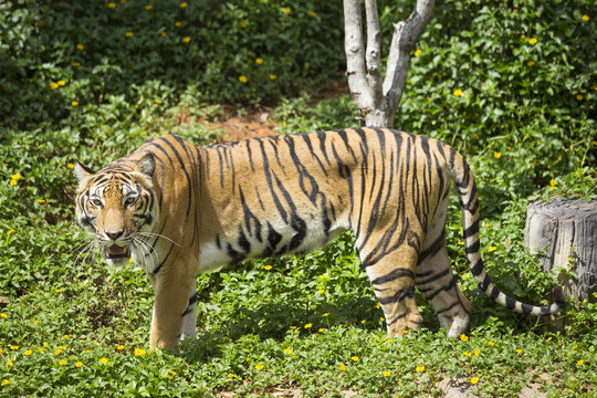 bengal tiger looking at the camera
