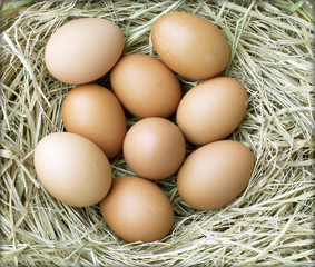 chicken eggs