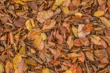 autumn leaves