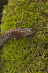 Red Back Salamander