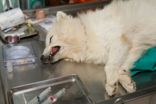 Anesthetic Dog Laying On The Operating Table