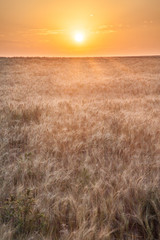 Sunset over Wheat Field