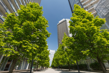 Fototapeta na wymiar 新緑の高層マンション