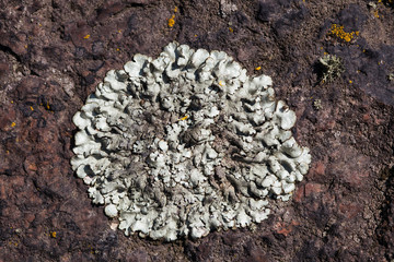 Moss texture on the rock