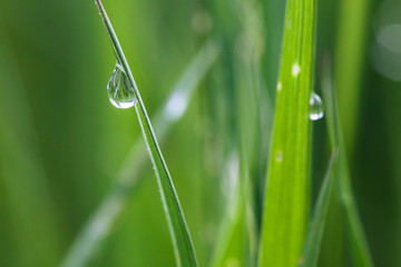 Water drops on the grass