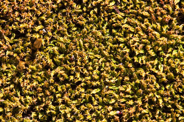 Yellow lichen background on the rock
