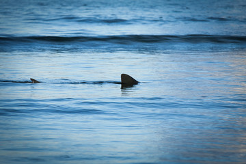 Fin of a shark in the high sea