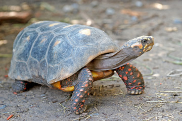 redfoot tortoise