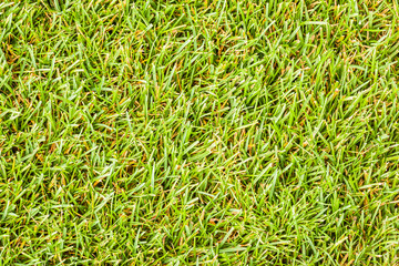 Green turf