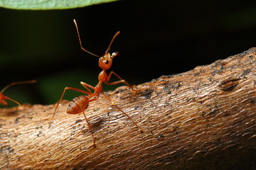 Ants are insects of the Hymenoptera family Formicidae ants nest building a large empire.