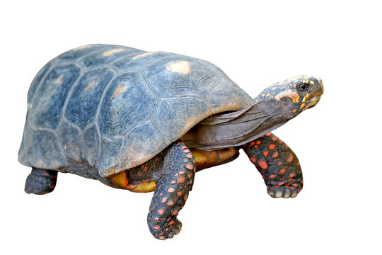 redfoot tortoise on white background