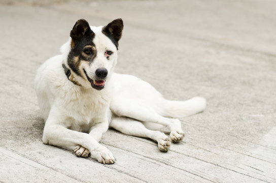 Old White Dog On The Ground