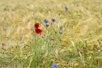 Champs de blé et coquelicots