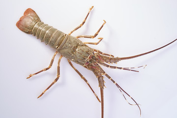 Lobster