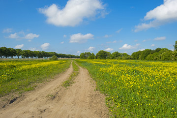 Fototapeta na wymiar Yellow wild flowers growing on a sunny field in spring