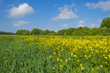 Yellow wild flowers growing on a sunny field in spring
