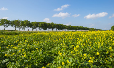 Yellow wild flowers growing on a sunny field in spring