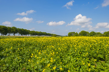 Yellow wild flowers growing on a sunny field in spring