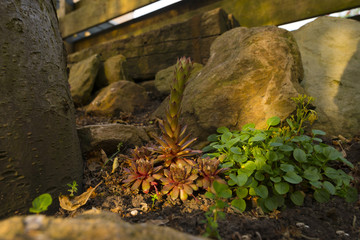 Rockery in the light of dawn in spring