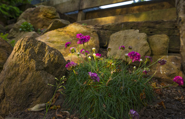 Rockery in the light of dawn in spring